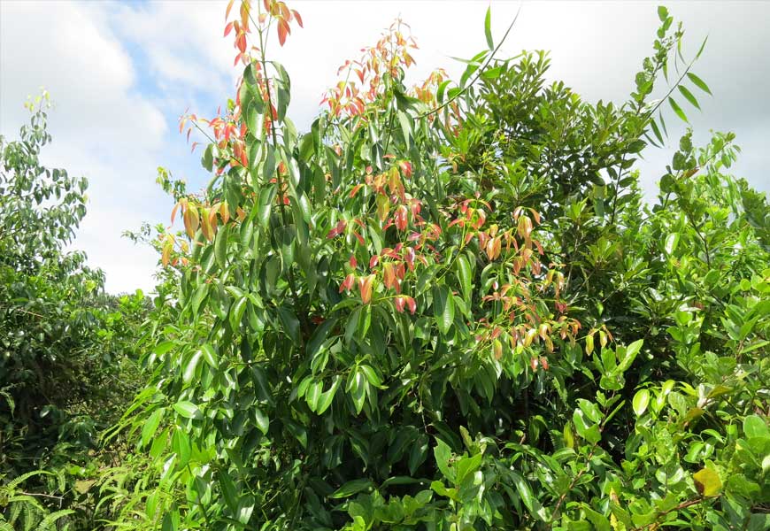 D'où provient la cannelle et quelle est l'espèce d'arbre qui la produit